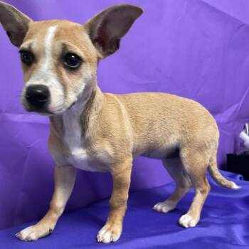 Terrier and Mixed Breed Dogs Available for Adoption - Panini | PetCurious
