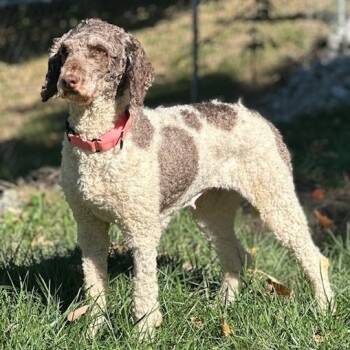 Trudy -  Poodle Dog for Adoption in Cincinnati, Ohio - Trudy | PetCurious