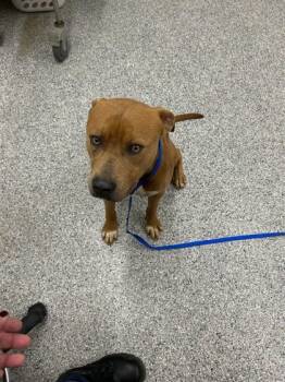 Rescue Pit Bull Terrier and Mixed Breed Dogs for Adoption in Knoxville, Tennessee - Metro Man | PetCurious