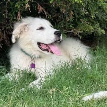 August -  Great Pyrenees Dog for Adoption in Olive Branch, Mississippi - August | PetCurious