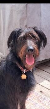 koko -  Labrador Retriever and Poodle Dog for Adoption in Newaygo, Michigan - Koko | PetCurious