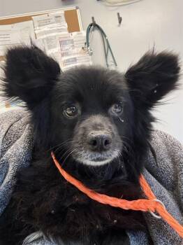 OSO -  Pomeranian and Mixed Breed Dog for Adoption in Kent, Washington - OSO | PetCurious