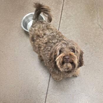 Bermuda -  Shih Tzu Dog for Adoption in Chattanooga, Tennessee - Bermuda | PetCurious