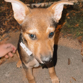 Rescue Mixed Breed Dogs for Adoption in Buffalo, Minnesota - Joanna | PetCurious