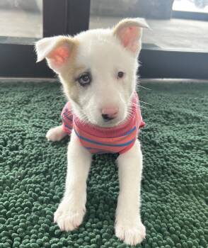 Australian Shepherd Dogs Available for Adoption in Manhattan, Kansas - Sky | PetCurious