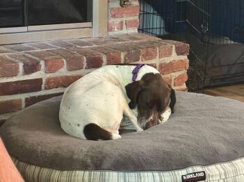 German Shorthaired Pointer Dogs Available for Adoption in Omaha, Nebraska - Mabel - Adoption Pending! | PetCurious