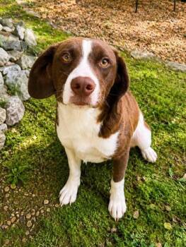 Daphne -  Anatolian Shepherd Dog for Adoption in Dahlonega, Georgia - Daphne | PetCurious