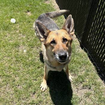 Charlie -  German Shepherd Dog Dog for Adoption in Bourbonnais, Illinois - Charlie | PetCurious