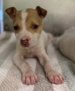 Pit Bull Terrier and Mixed Breed Dogs Available for Adoption in Kansas City, Missouri - Squishmallow | PetCurious