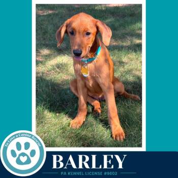 Barley (Harvest Bunch) 080126 -  Labrador Retriever and Shepherd Dog for Adoption in Kimberton, Pennsylvania - Barley (Harvest Bunch) 080126 | PetCurious