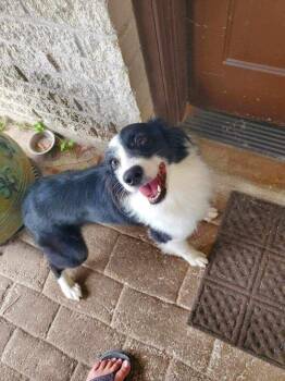 Australian Shepherd Dogs Available for Adoption in Palm Valley, Texas - Zsa Zsa | PetCurious