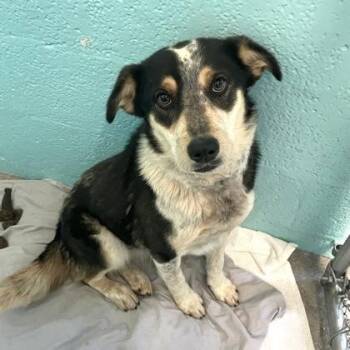 Australian Cattle Dog Blue Heeler Dogs Available for Adoption in Flagstaff, Arizona - Bluey | PetCurious
