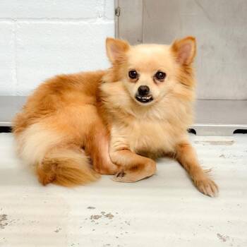 Foxy 26-05-078 -  Pomeranian and Mixed Breed Dog Available for Adoption in Bastrop, Texas - Foxy 26-05-078 | PetCurious