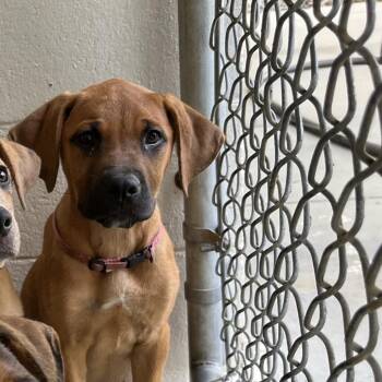 Dakota -  Mixed Breed Dog for Adoption in Marble, North Carolina - Dakota | PetCurious