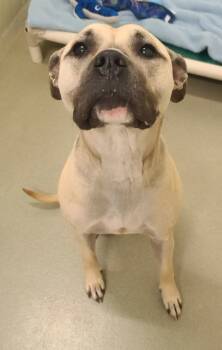 Rescue Pit Bull Terrier and Mixed Breed Dogs for Adoption in Willmar, Minnesota - JoJo | PetCurious