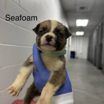 German Shepherd Dog Dogs Available for Adoption in Los Angeles, California - Amos A2262420 Seafoam | PetCurious