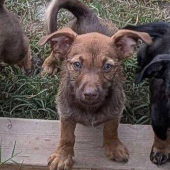 Karamella -  Dachshund Dog for Adoption in Edmond, Oklahoma - Karamella | PetCurious