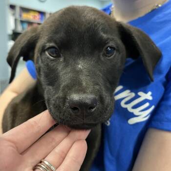 Pit Bull Terrier Dogs Available for Adoption in Greensboro, North Carolina - Blue Jeans | PetCurious