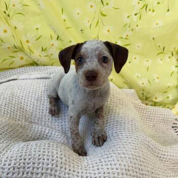 Mixed Breed Dogs Available for Adoption in West Olive, Michigan - Louise | PetCurious