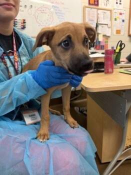 Timothy III -  Mixed Breed Dog for Adoption in Wichita, Kansas - Timothy III | PetCurious