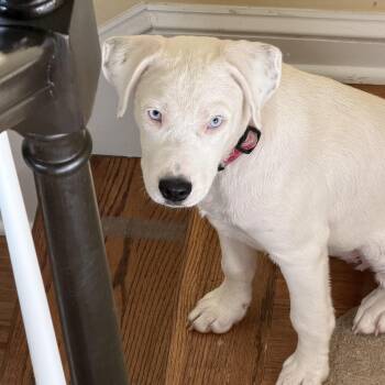 Angel -  Labrador Retriever and Australian Shepherd Dog for Adoption in Brierfield, Alabama - Angel | PetCurious