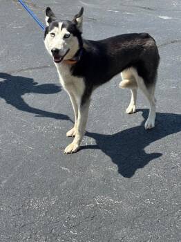 Everest -  Siberian Husky Dog for Adoption in Findlay, Ohio - Everest | PetCurious