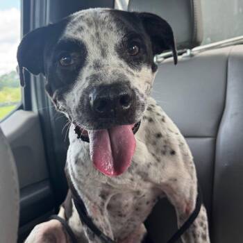 Norman -  Mixed Breed Dog for Adoption in Lake Panasoffkee, Florida - Norman | PetCurious