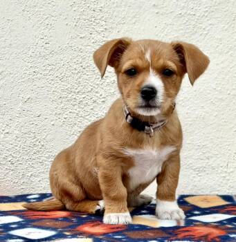 Dachshund Dogs Available for Adoption in Palo Alto, California - Schoolyard: Double Dutch | PetCurious