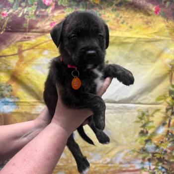 Labrador Retriever and Mixed Breed Dogs Available for Adoption in Normal, Illinois - Jughead | PetCurious