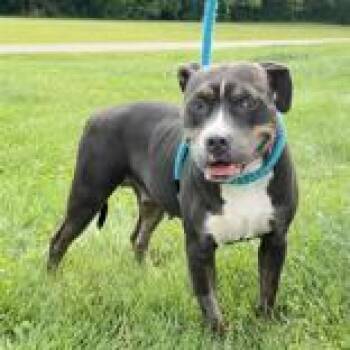 Princess Vanellope Von Schweetz -  Pit Bull Terrier Dog for Adoption in Hilliard, Ohio - Princess Vanellope Von Schweetz | PetCurious