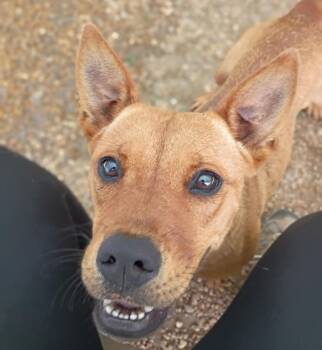 Delilah -  Feist Dog for Adoption in Anniston, Alabama - Delilah | PetCurious