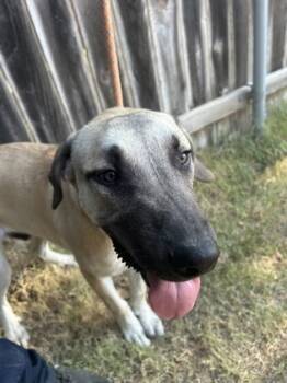 Rescue Black Mouth Cur and Anatolian Shepherd Dogs for Adoption in Fort Worth, Texas - 59194784 | PetCurious
