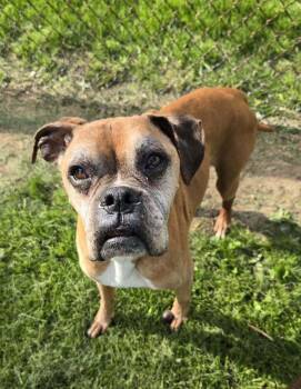 Bazooka -  Boxer Dog for Adoption in Sanford, Michigan - Bazooka | PetCurious