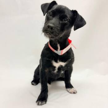715 (2026) Wren -  Chihuahua and Mixed Breed Dog for Adoption in Parker, Colorado - 715 (2026) Wren | PetCurious