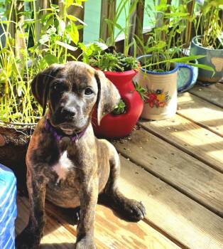 Pony -  Hound and Labrador Retriever Dog for Adoption in Marshall, North Carolina - Pony | PetCurious