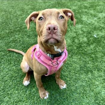 Pit Bull Terrier Dogs Available for Adoption in Burlingame, California - Cassia The Puppy! | PetCurious