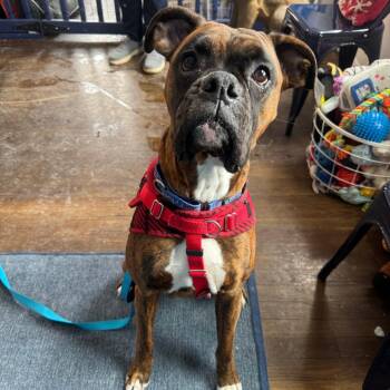 Boxer Dogs Available for Adoption in Chicago, Illinois - Vera | PetCurious