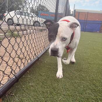 Eve -  Mixed Breed Dog for Adoption in Philadelphia, Pennsylvania - Eve | PetCurious