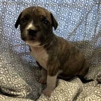 English Bulldog and Mixed Breed Dogs Available for Adoption in Stormville, New York - NY Bert Avail Apr 18 (Tractor Supply Patterson NY) | PetCurious
