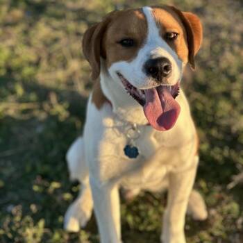Great Pyrenees and Mixed Breed Dogs Available for Adoption in San Saba, Texas - Buddy | PetCurious