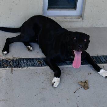 Black Labrador Retriever and Mixed Breed Dogs Available for Adoption in Ottawa, Kansas - Iris | PetCurious