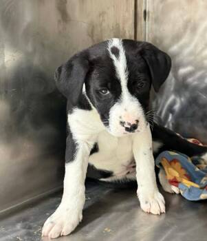 Pit Bull Terrier Dogs Available for Adoption in Othello, Washington - Wynstar | PetCurious