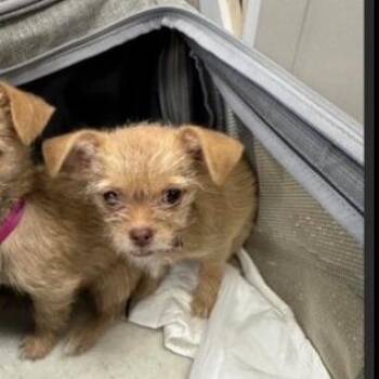 Bobbity  Available 10/23_11 -  Terrier Dog for Adoption in Loves Park, Illinois - Bobbity  Available 10/23_11 | PetCurious