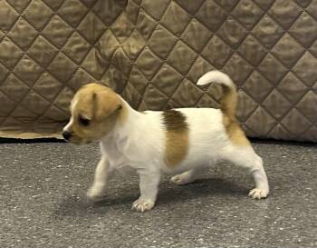 Rat Terrier Dogs Available for Adoption in Sparta, Illinois - Felon | PetCurious