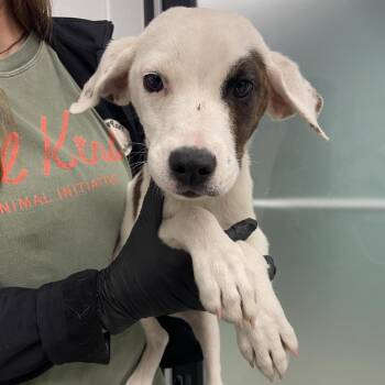 Mixed Breed Dogs Available for Adoption in Abilene, Texas - Parker | PetCurious