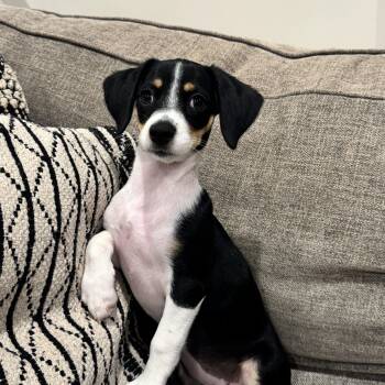 Twyla -  Dachshund and Miniature Poodle Dog for Adoption in San Diego, California - Twyla | PetCurious