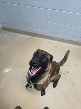 Tessie - Located in North Carolina -  Belgian Shepherd Malinois Dog for Adoption in Imlay City, Michigan - Tessie - Located In North Carolina | PetCurious