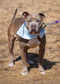 Rescue Pit Bull Terrier Dogs for Adoption in Deering, New Hampshire - Eva | PetCurious