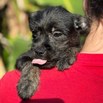 Rescue Schnauzer and French Bulldog Dogs for Adoption in Miami, Florida - Puppy Edith | PetCurious