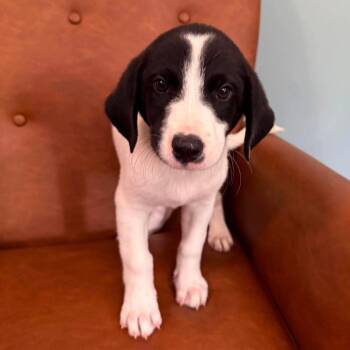 NY Violet Avail Aug 26 (MTK Hotel Mount Kisco) -  Great Pyrenees and Hound Dog for Adoption in Stormville, New York - NY Violet Avail Aug 26 (MTK Hotel Mount Kisco) | PetCurious